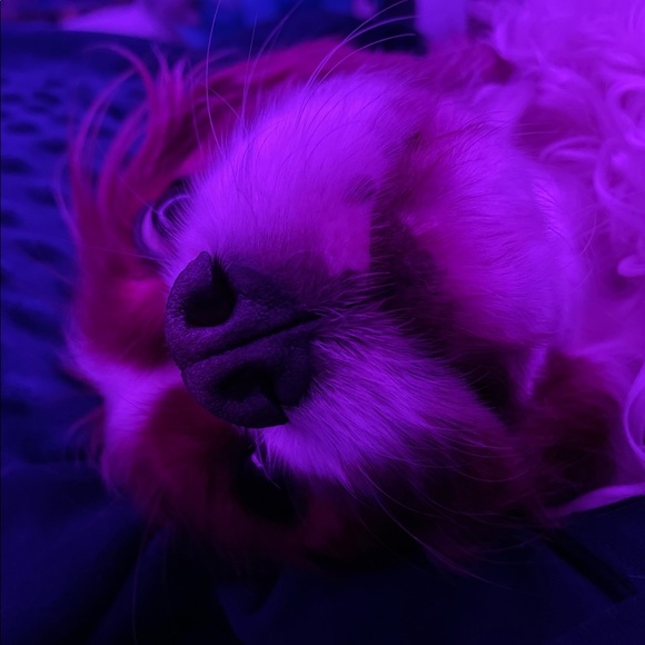 Meet your Posher, Caleigh - Picture 1 of 1